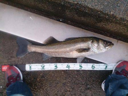 スズキくんとメジロさん仲良く良くほぼ同寸