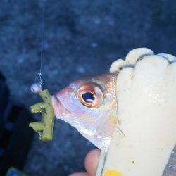 アジング!ワインド!チャリコング?