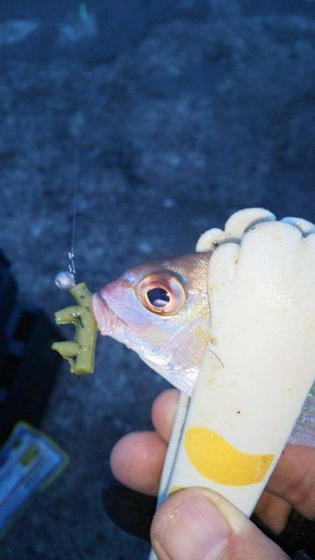 アジング!ワインド!チャリコング?