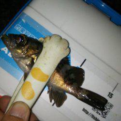 チャリコングからのアジメバリング