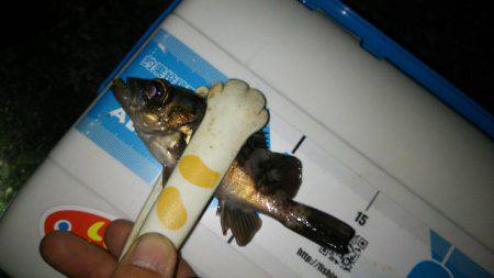 チャリコングからのアジメバリング