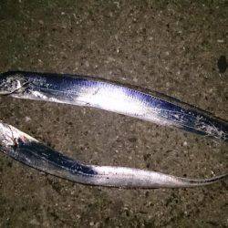 シブイ！タチウオ