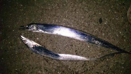 シブイ！タチウオ