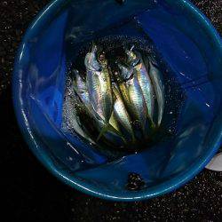 ひとときの時合い