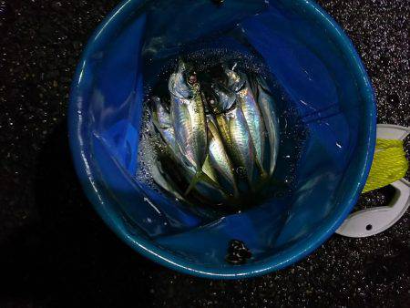 ひとときの時合い