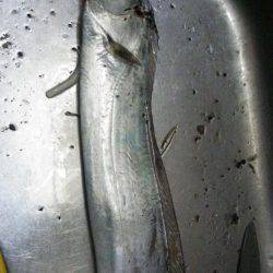 ドラゴンを求めて3