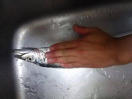 春木ベランダでタチウオ