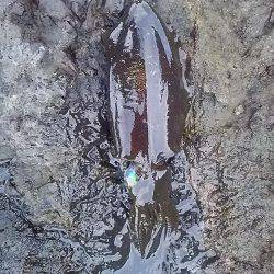 沖磯でアオリイカGET