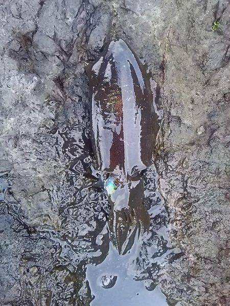 沖磯でアオリイカGET