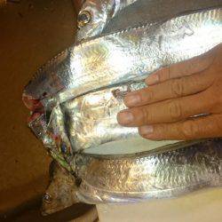 ファミリーフィッシング