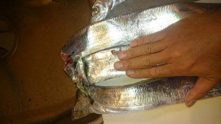 ファミリーフィッシング