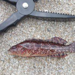 デイロックフィッシュ