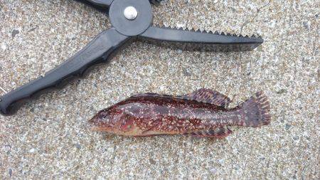 デイロックフィッシュ