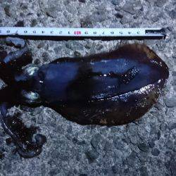 久々のアオリ♪