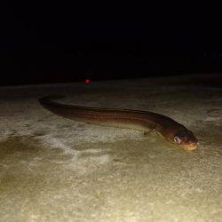 五目いったけど