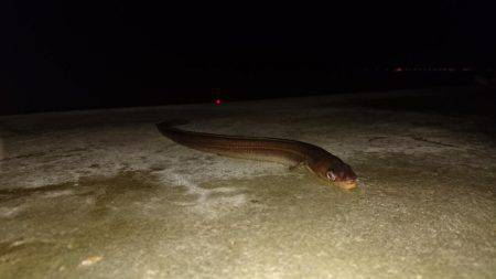 五目いったけど