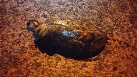 目的は釣れました