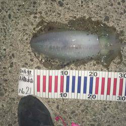 大型アオリイカ狙いで少し南したのに