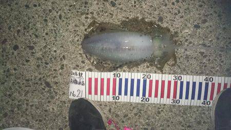 大型アオリイカ狙いで少し南したのに