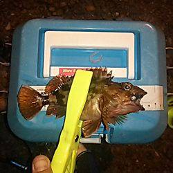 渋いサーフアジ