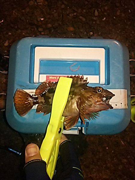 渋いサーフアジ