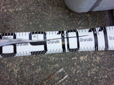 アンチョビでドラゴン