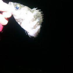 やっときました。