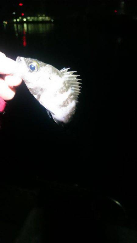 やっときました。