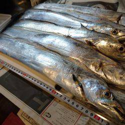 タチウオフィーバー