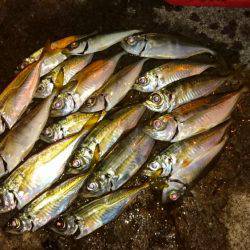 そろそろアジの季節