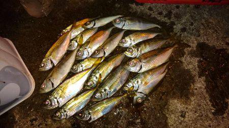 そろそろアジの季節