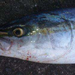 ショアジギング釣行