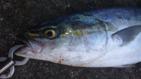 ショアジギング釣行