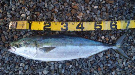 ショアジギング釣行