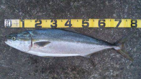 ショアジギング釣行