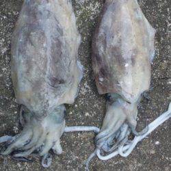 タチウオとイカ！