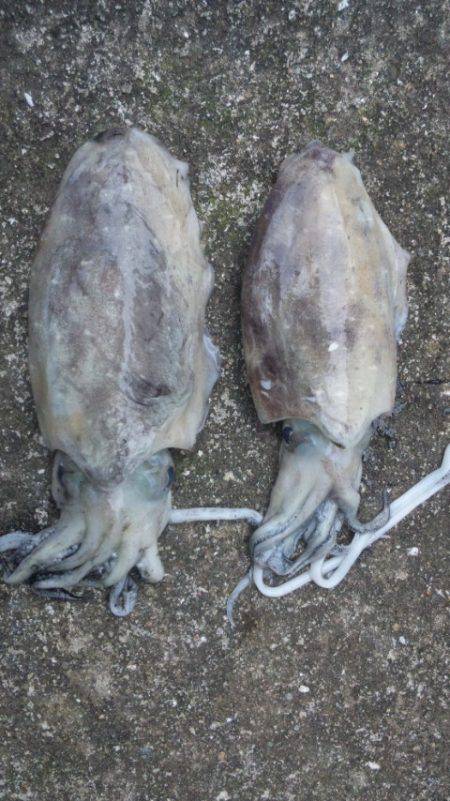 タチウオとイカ！