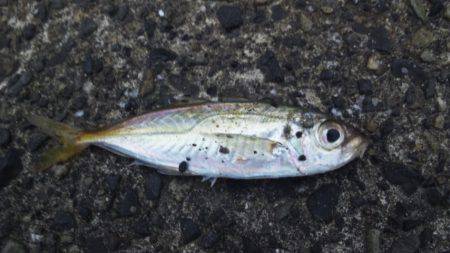 爆風で何が釣れる？