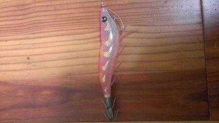 久々のアオリイカ複数釣れました！