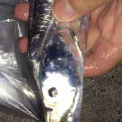 シャッド系全滅