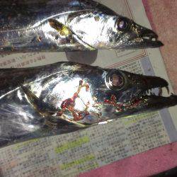 ルアーより餌か