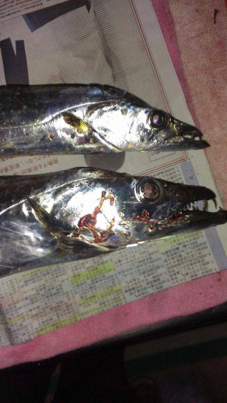 ルアーより餌か