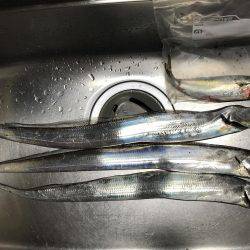 タチウオがジャンピング