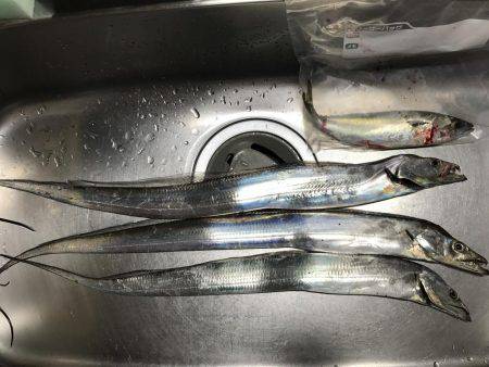 タチウオがジャンピング