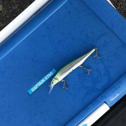 人生初のサゴシ