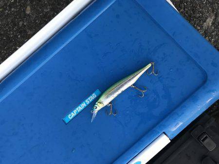 人生初のサゴシ