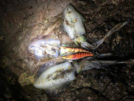 そろそろホゲるかと…