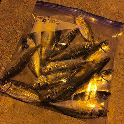 エギングに行けないので