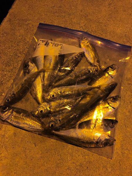 エギングに行けないので