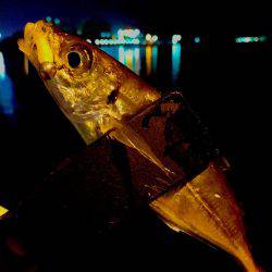 今日は暖かいので